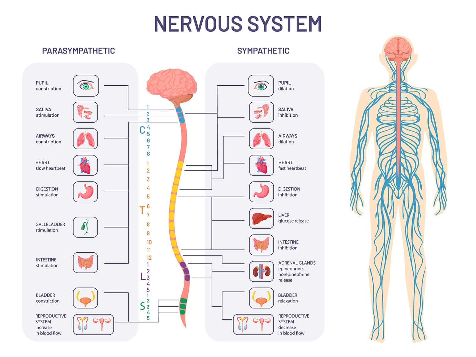 Substances That Change the Central Nervous System, Including ...